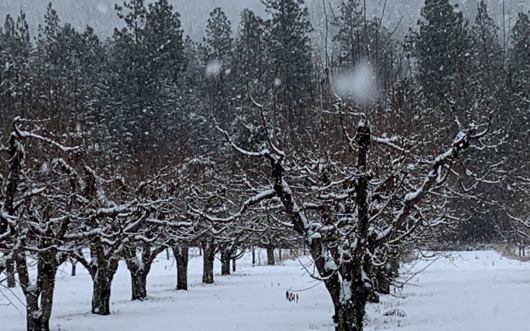 Sound To Earth Orchard