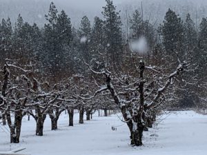 Sound To Earth Orchard