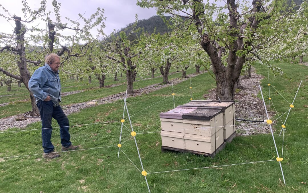 What do Ranger Mandolins Have to do with Weather and Cherries?